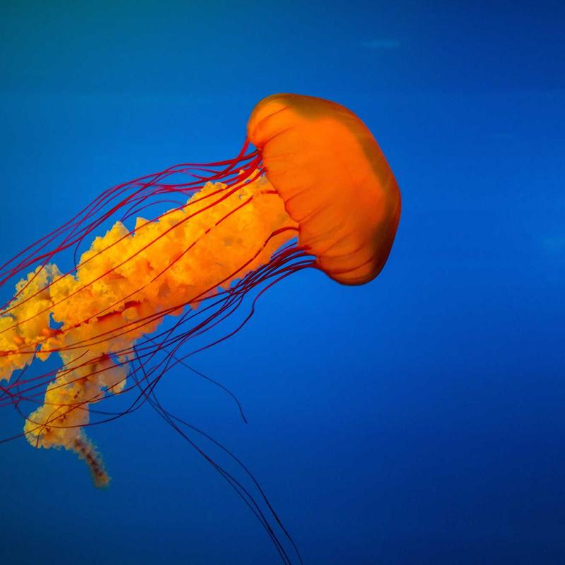 PixelPro wireless mouse